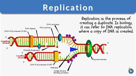 replication meaning in law.